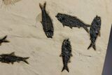 Museum Quality Fossil Fish Mortality Plate - Ready to Hang #342453-5